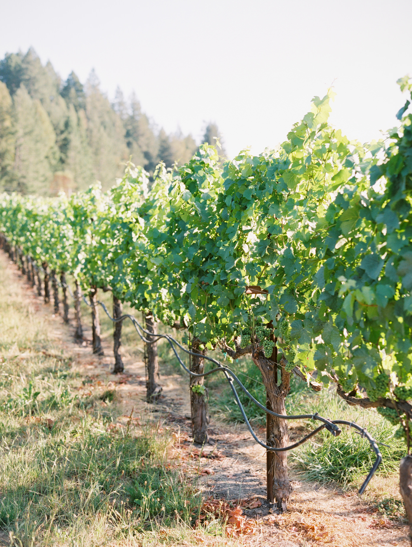 Northern California Vineyard